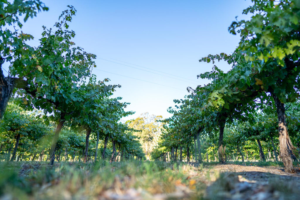 Welcome to the Clare Valley