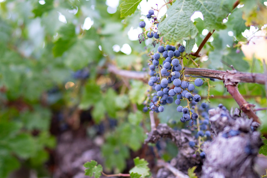 Clare Valley Shiraz | Woodvale Vintners | South Australian Shiraz | South Australian Red Wine